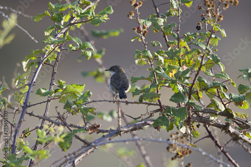 A Sardinian warbler (Sylvia melanocephala) perched at daytime on a branch in a flower garden in the Algarve Portugal. photo