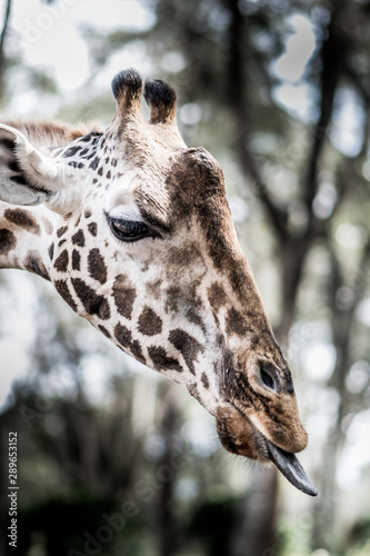 An animal portrait shot of a giraffe