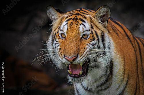 The ferocious face of an Indochinese tiger © subinpumsom
