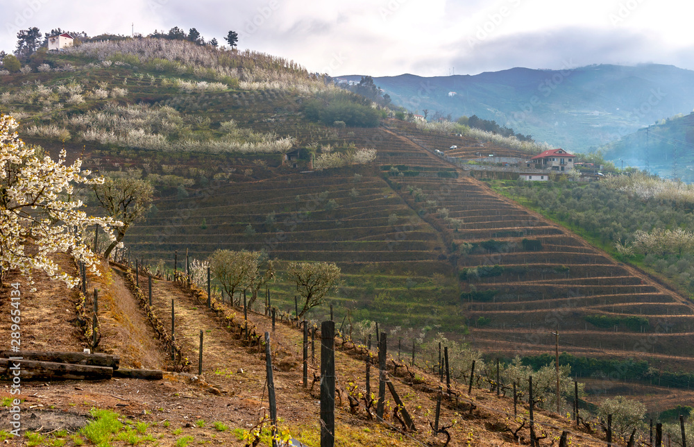Vineyards on the banks of Douro river