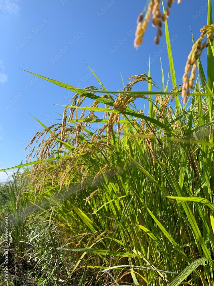 field of corn field of corn