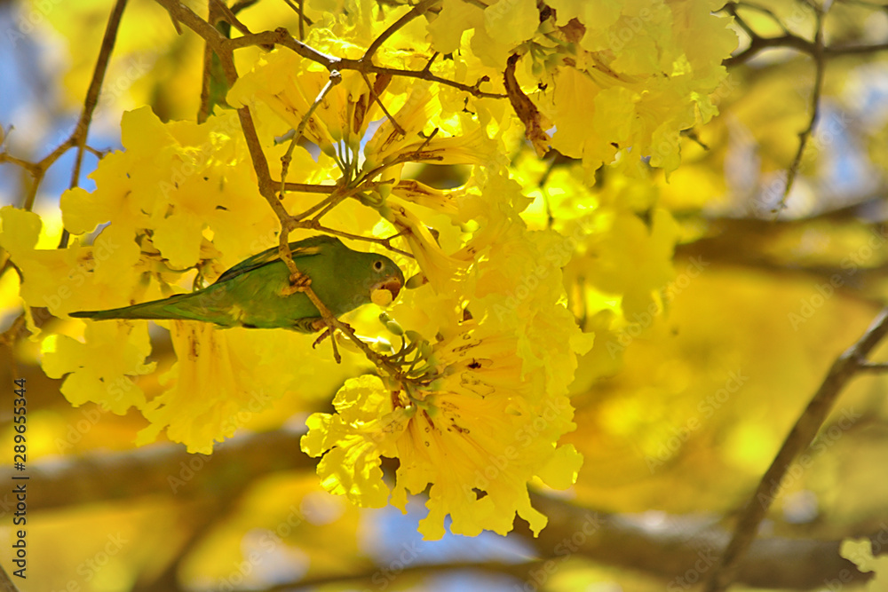 Obraz premium Brazilian Savannah Flower Very yellow, this flower is common in brazilian savannah.