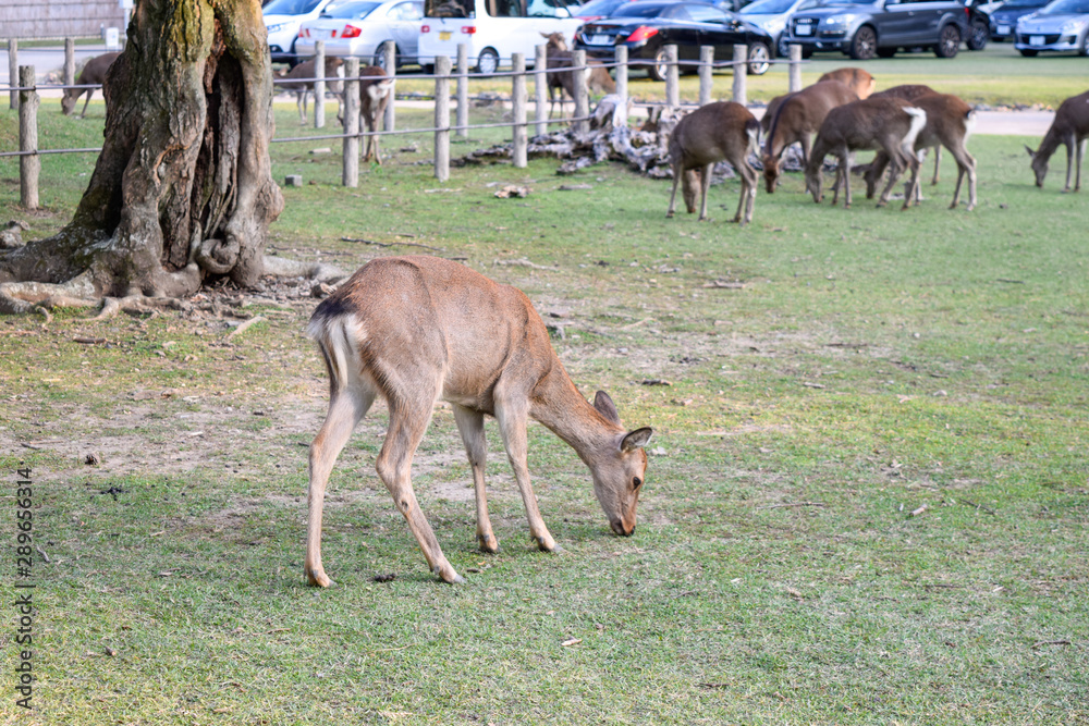 Fototapeta premium シカ