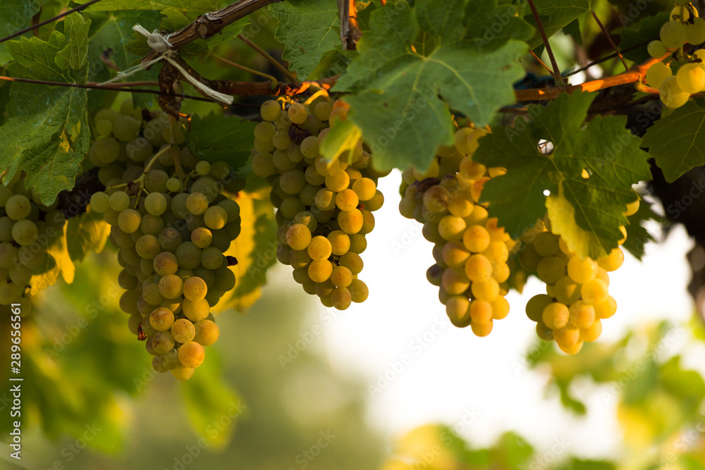 grapes ripe in vineyard for wine ,  leaves green in autumn greece