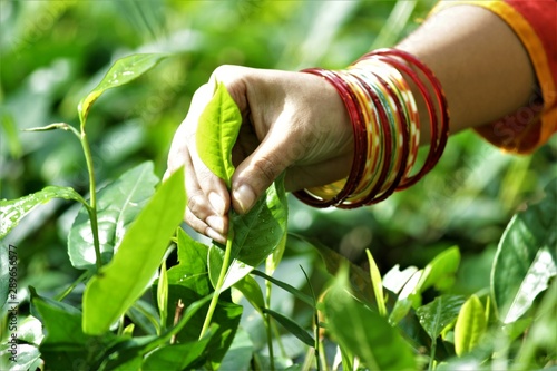 hands  wearing bangles plucking tea leaves  photo