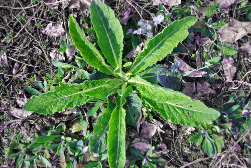Sonchus arvensis, the field milk thistle, field sowthistle, perennial sow-thistle, corn sow thistle, dindle, gutweed, swine thistle growing on meadow top view 