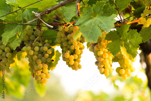 grapes ripe in vineyard for wine , leaves green in autumn greece