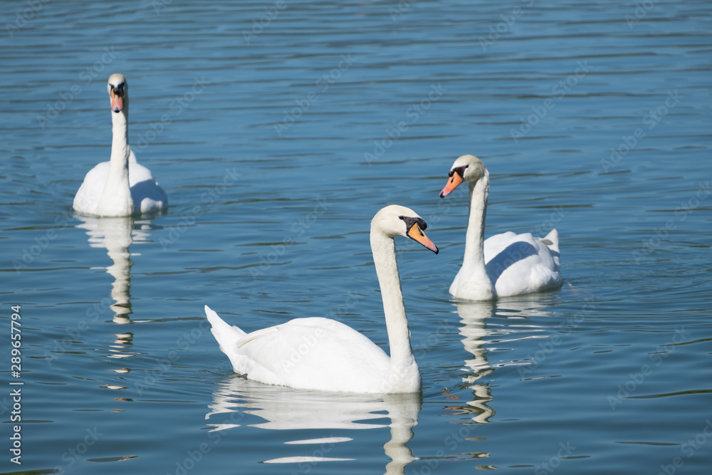 Elegance white swan float swim gliding in the lake. Elegance white swan float swim gliding in the lake.