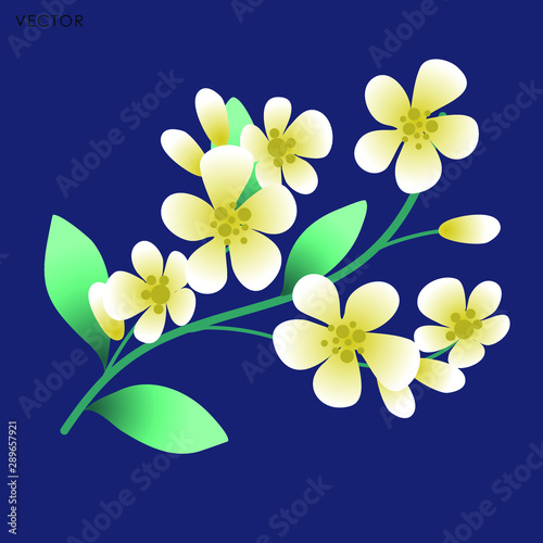 Milingtonia flower isolate, Vector illustration design element