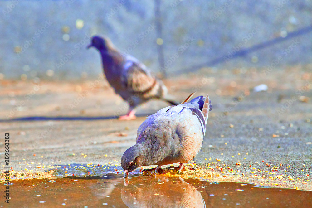 Fototapeta premium A flock of birds near the puddle drinks water