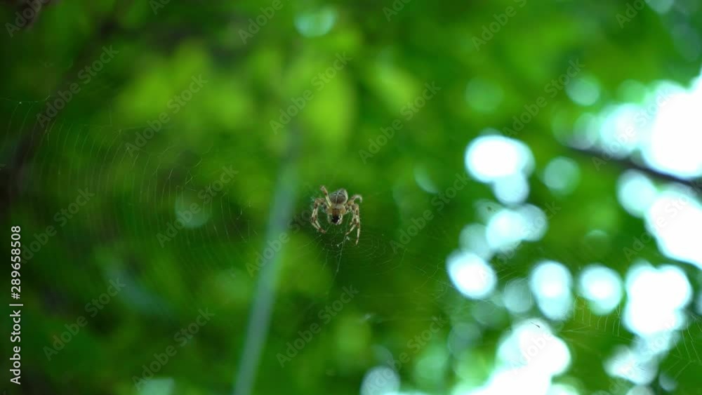 A spider sits on a web in the forest. A spider hunts insects to drink their blood. Poisonous insect. Fear of spiders. Halloween. Horror movie.