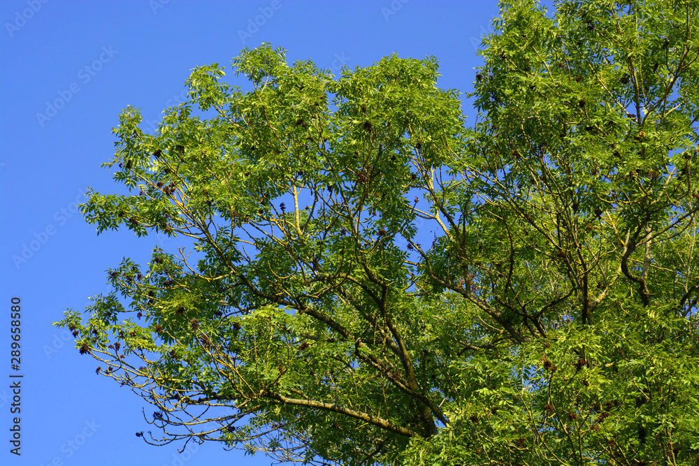 Fototapeta premium european ash tree with bright green branches, big Ash Tree or fraxinus excelsior in front of blue clear sky
