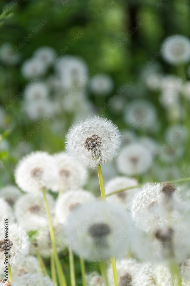 field of blowballs on summer meadow field of blowballs on summer meadow