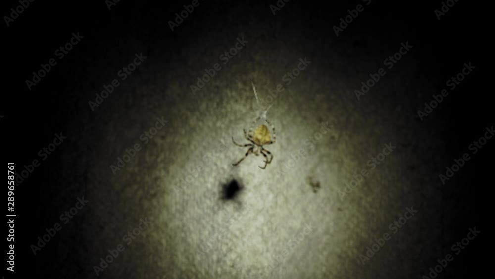 A large spider sits on a web at night. A spider hunts insects to drink their blood. Poisonous insect. Fear of spiders. Halloween. Horror movie. 