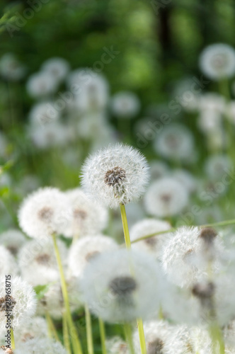 field of blowballs on summer meadow