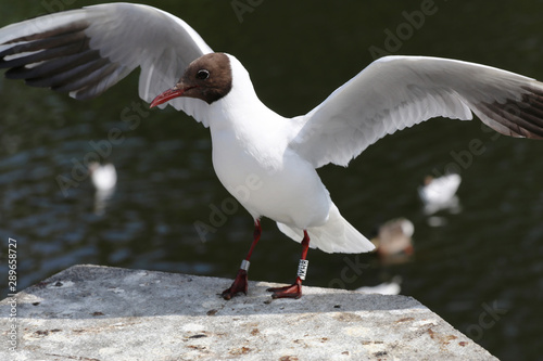 Canvas Print Black-headed gull - larus ridibundus