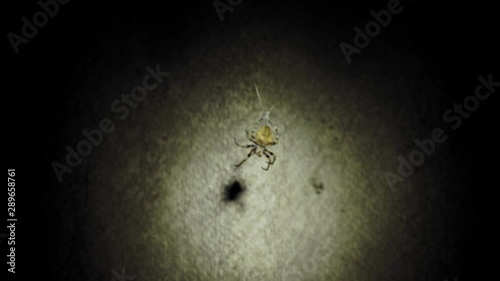 A large spider sits on a web at night. A spider hunts insects to drink their blood. Poisonous insect. Fear of spiders. Halloween. Horror movie. 