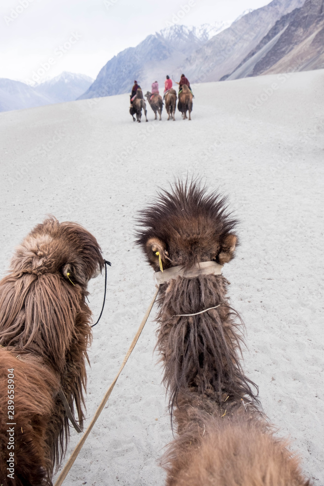 Φωτογραφία Camel safari tour at Nubra Valley Dessert sand dune, Leh Ladakh, Northern India