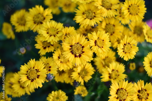 M  dchenauge  Coreopsis grandiflora 