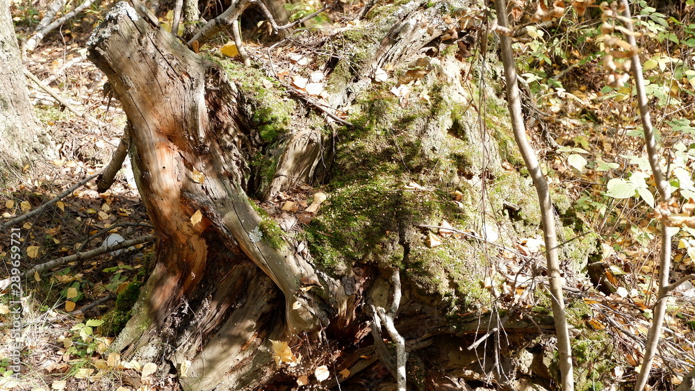 Obraz premium forest strange plants