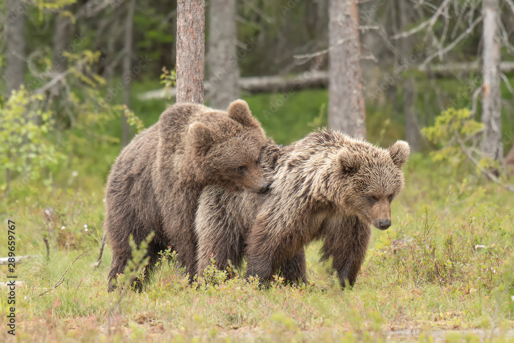 Two young brown bears mating on the Finnish bog near the Russian border