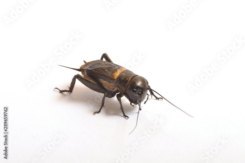 Cricket on a white background
