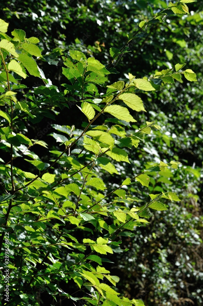 Obraz premium Tree at summer