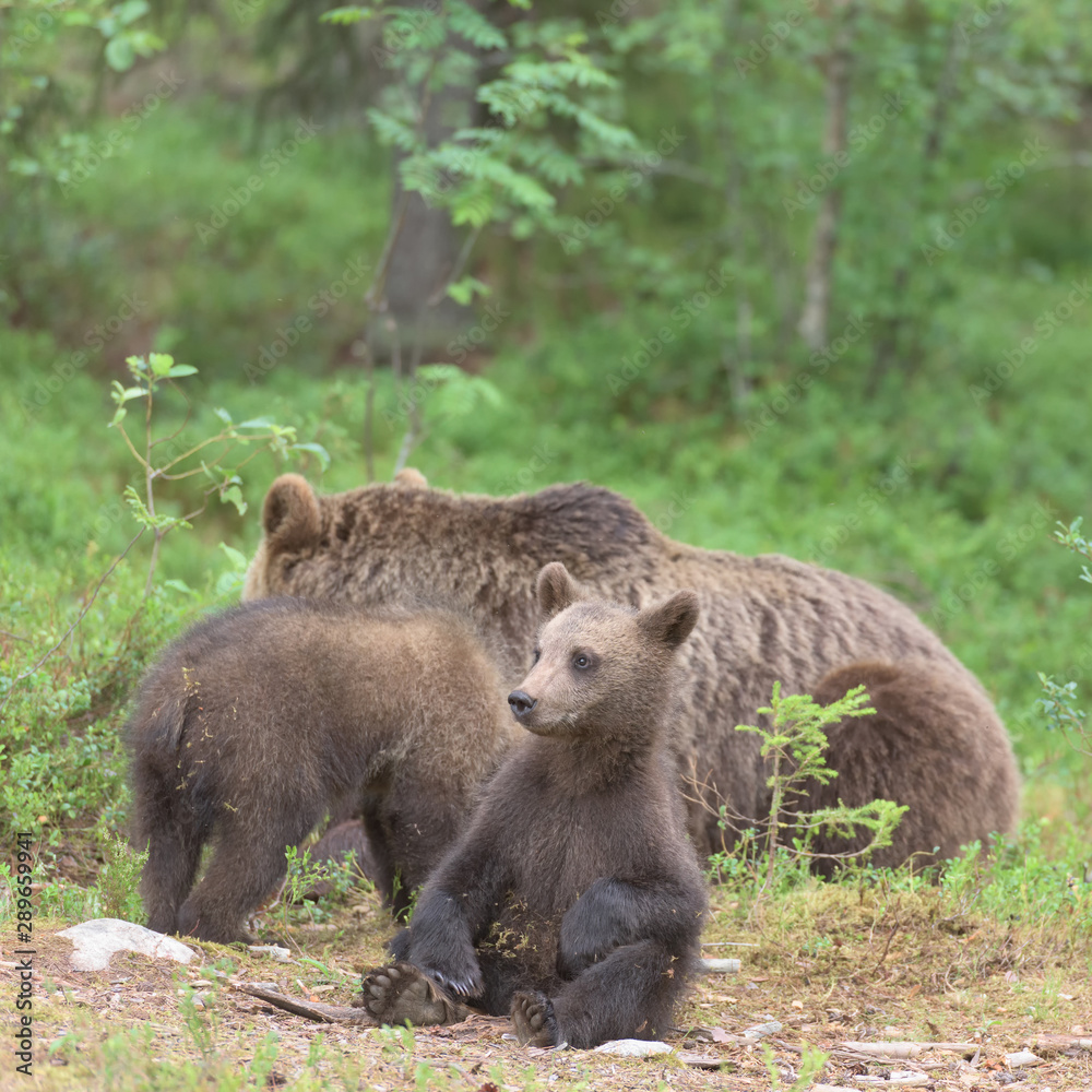 Young Brown bear (Ursus arctos) sitting in the summer forest Young Brown bear (Ursus arctos) sitting in the summer forest