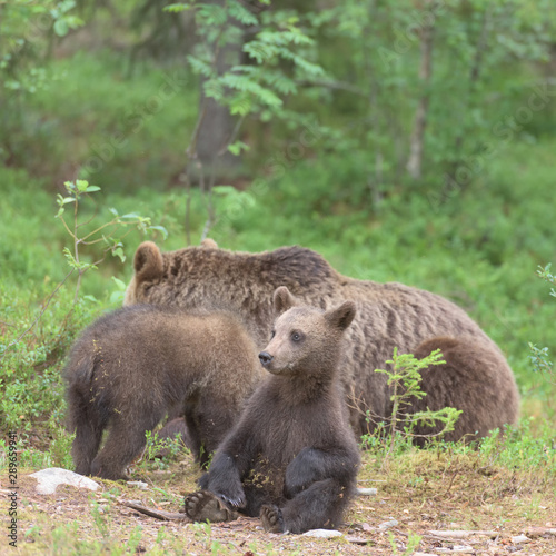 Young Brown bear (Ursus arctos) sitting in the summer forest