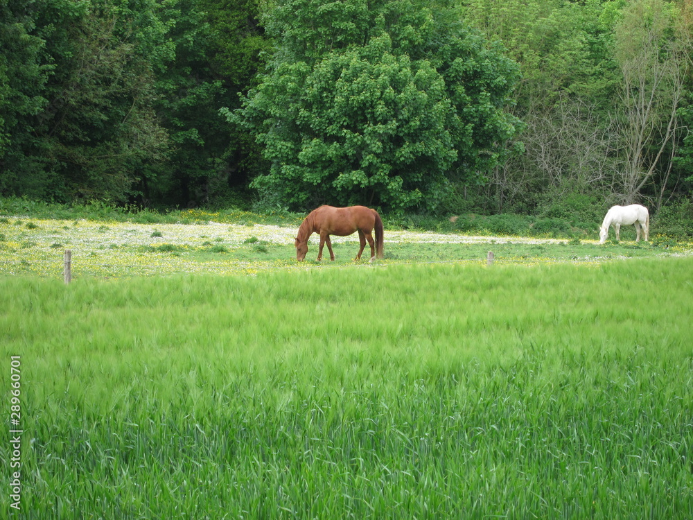 Two horses Two horses