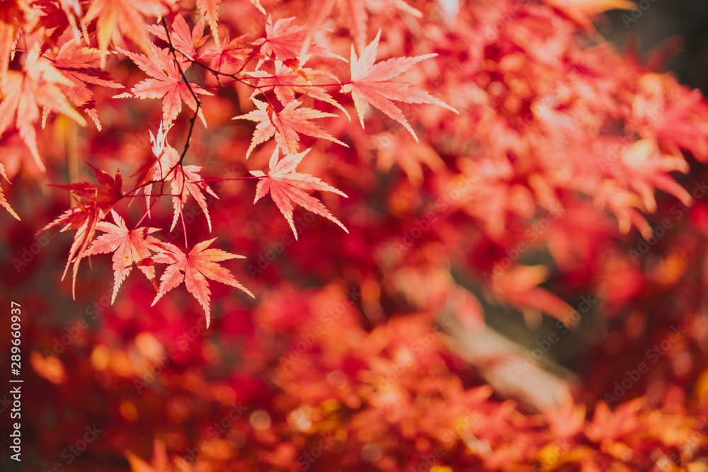 Autumn maple momiji leaf. Seasonal natural foliage in fall season. Natural background with copy space. Autumn maple momiji leaf. Seasonal natural foliage in fall season. Natural background with copy space.