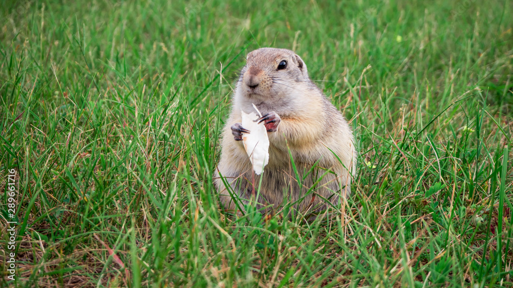 very fat gopher there is something among the grass in the clearing very fat gopher there is something among the grass in the clearing