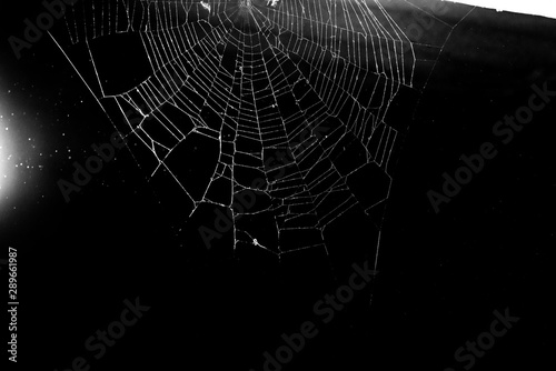 spider web on black background © vandame
