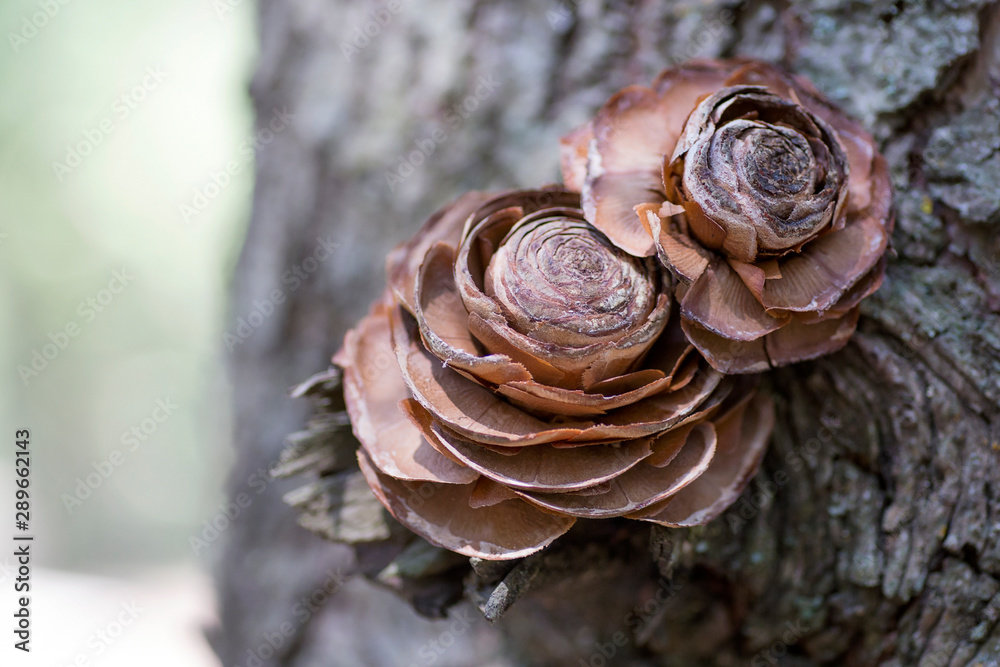 The pine cone on tree trunk high altitude. The pine cone on tree trunk high altitude.