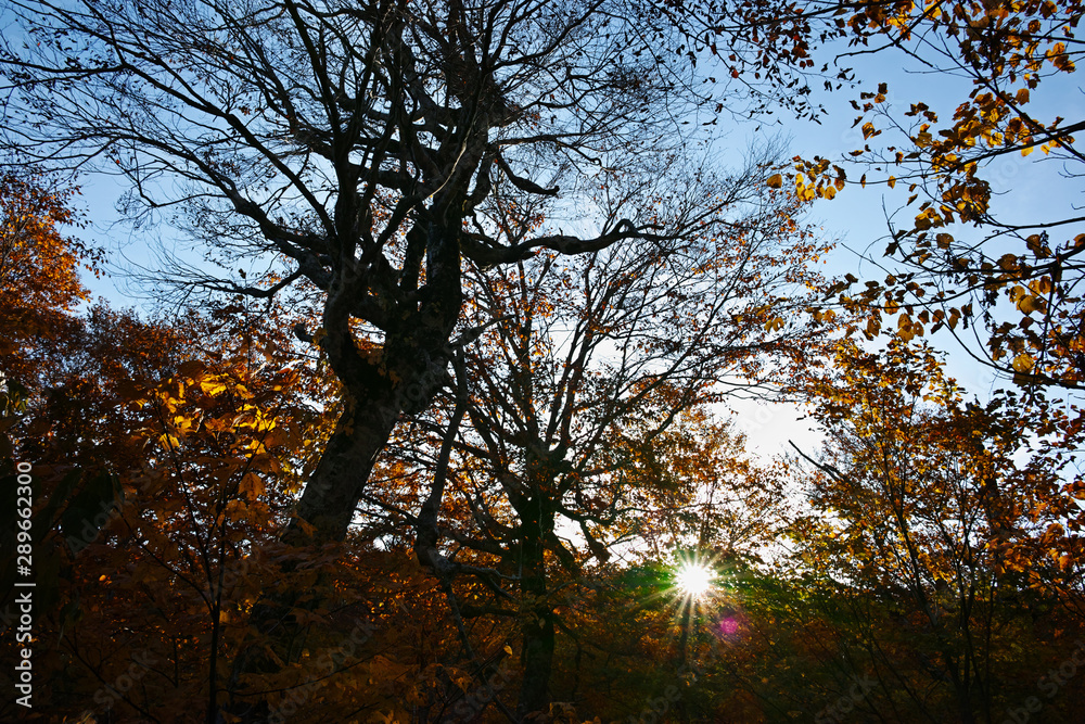 Fototapeta premium 秋深まる鎌池湖畔の森
