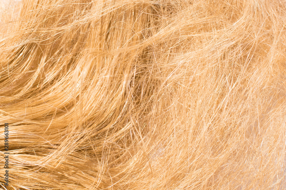 Fototapeta premium plant fiber texture chaotic