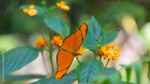 Schmetterling © bARTiko