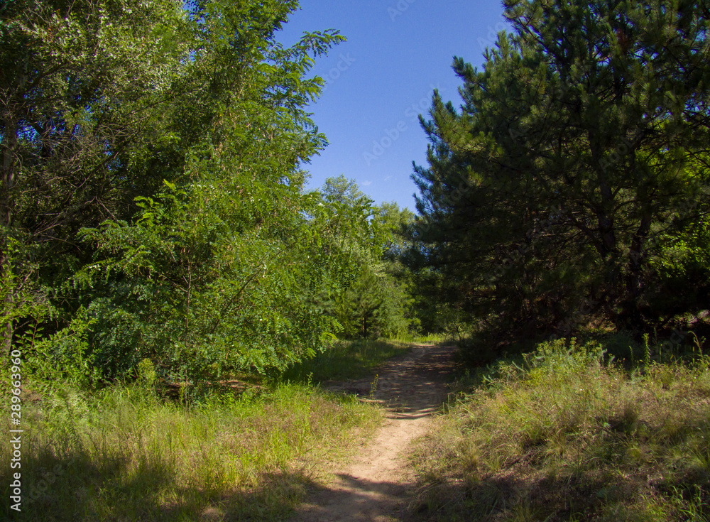 road in the forest road in the forest