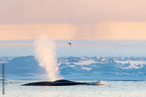 Blue Whale spray in Arctic Svalbard