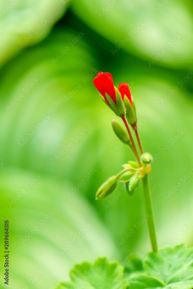 red flower on green background