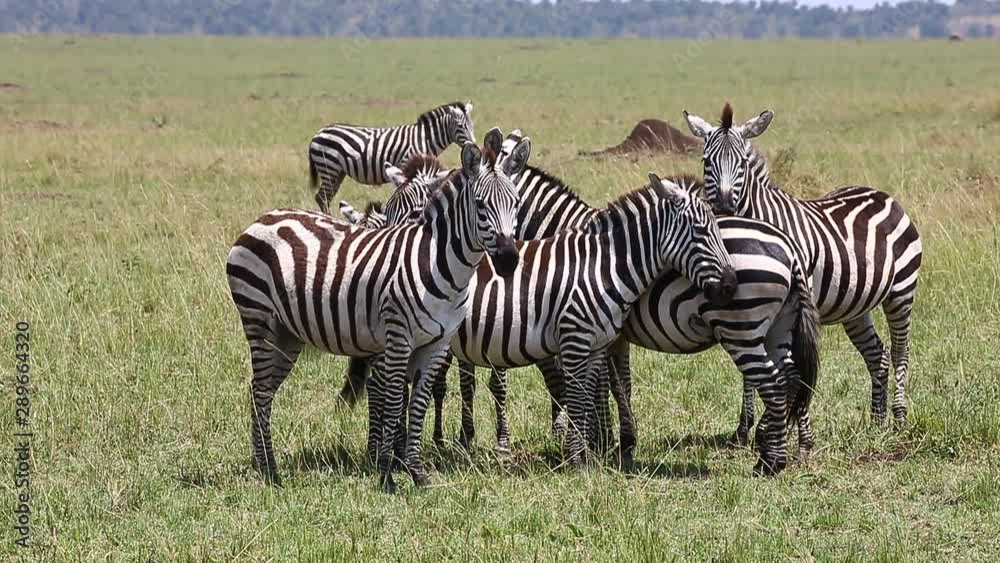 Group of zebras in the savannah. Kenya. Tanzania. National Park. Serengeti. Maasai Mara. Group of zebras in the savannah. Kenya. Tanzania. National Park. Serengeti. Maasai Mara.