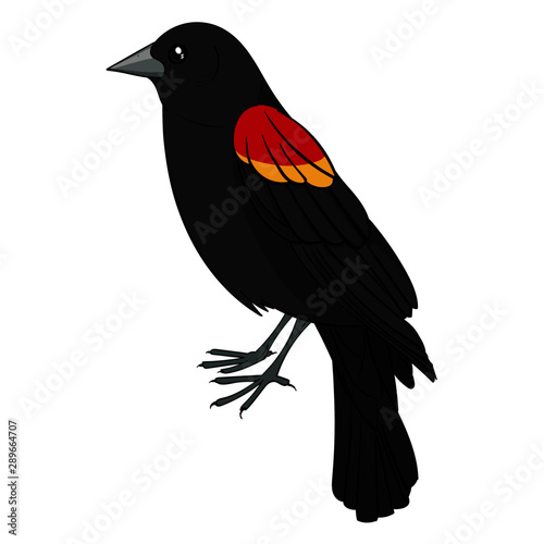Red Wing Black Bird
