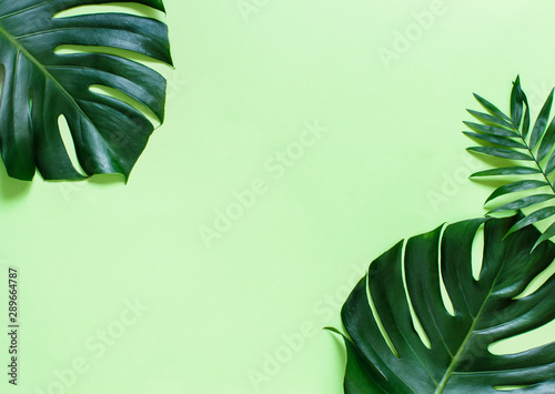 Tropical monstera and palm leaves on a green background