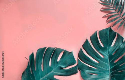 Tropical monstera leaves on a pink background