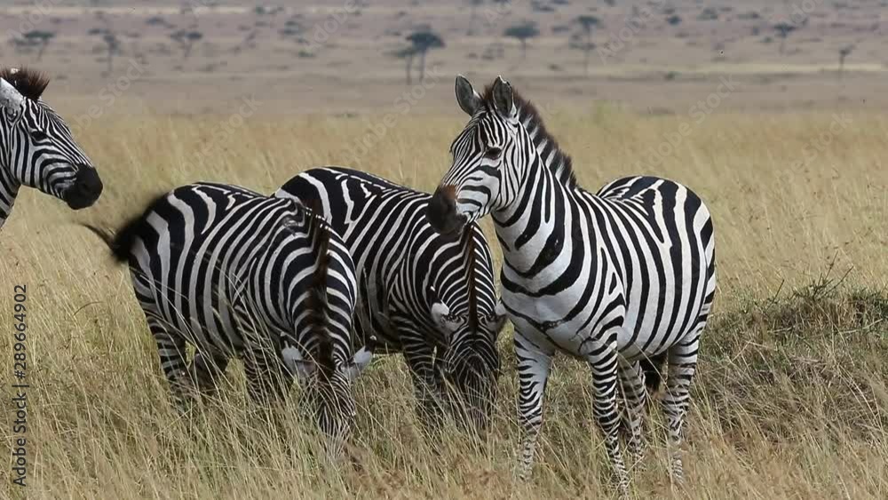 Group of zebras in the savannah. Kenya. Tanzania. National Park. Serengeti. Maasai Mara. 