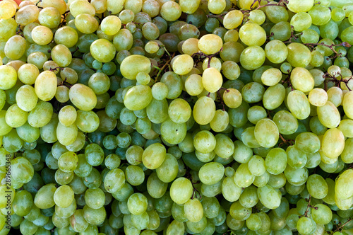 zielone winogrona duża grupa tapeta