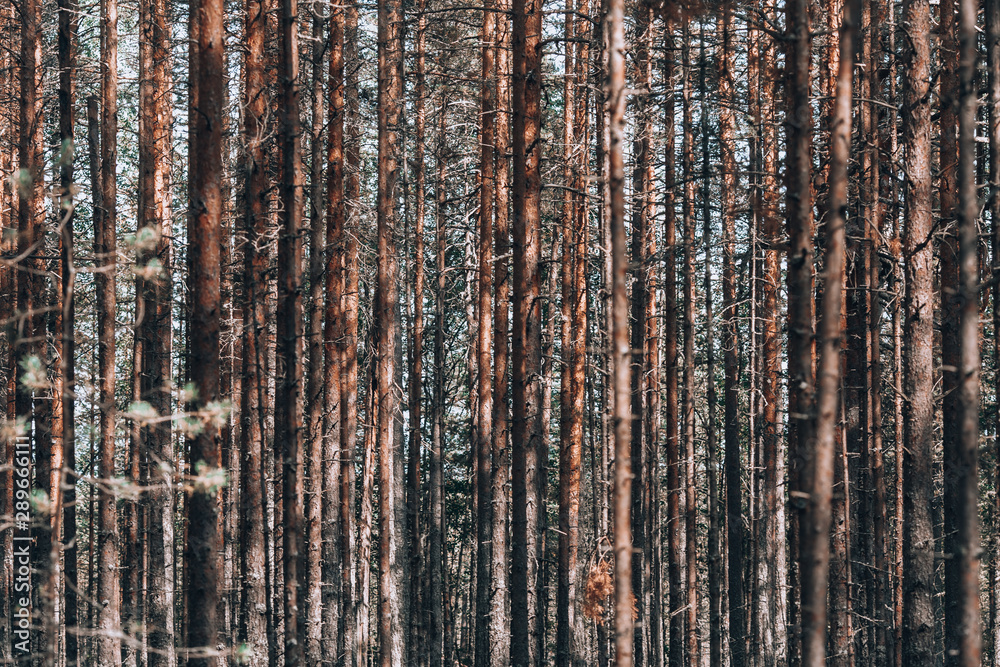 Gloomy forest. Parallel trees in the forest. Forest of thin trees. Photo background with forest