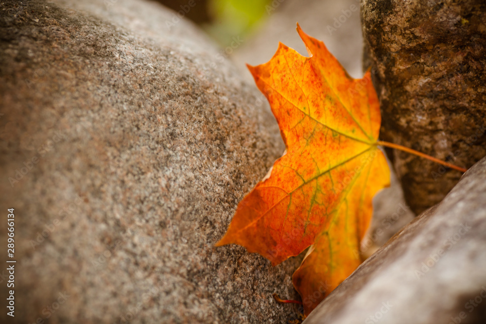 Yellow maple leaf. Beautiful autumn maple leaf on a background of stones. Yellow maple leaf. Beautiful autumn maple leaf on a background of stones.