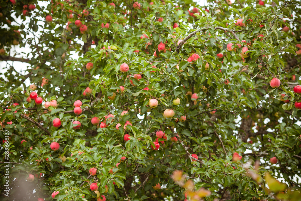 Apple tree. A lot of apples on the tree. Fresh crop of apples on a beautiful tree.