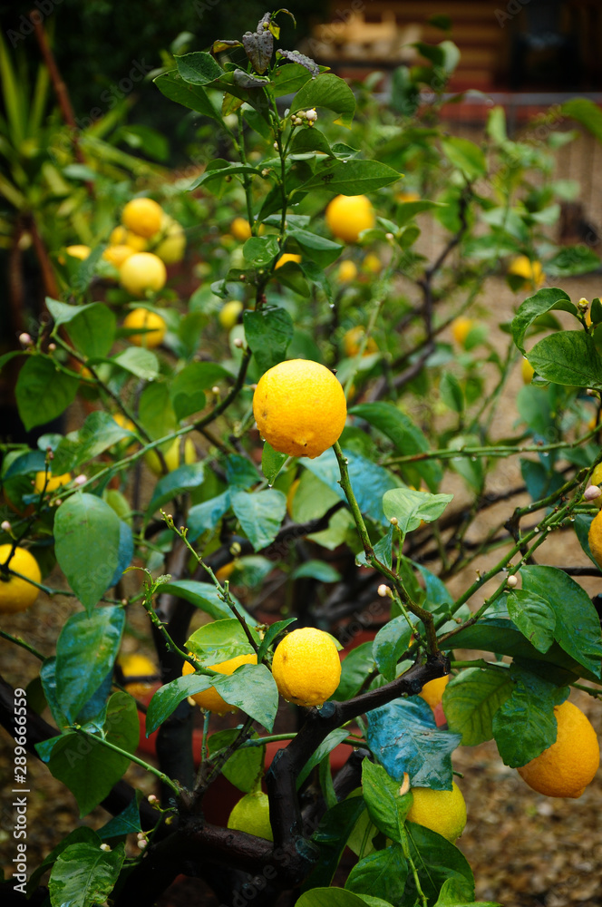 Lemon plants
